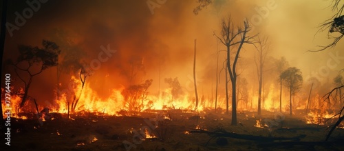 Low Level picture Raging fire burning out of control in a forest  with trees up in flames and silhouetted by the intense blaze  scorching heat