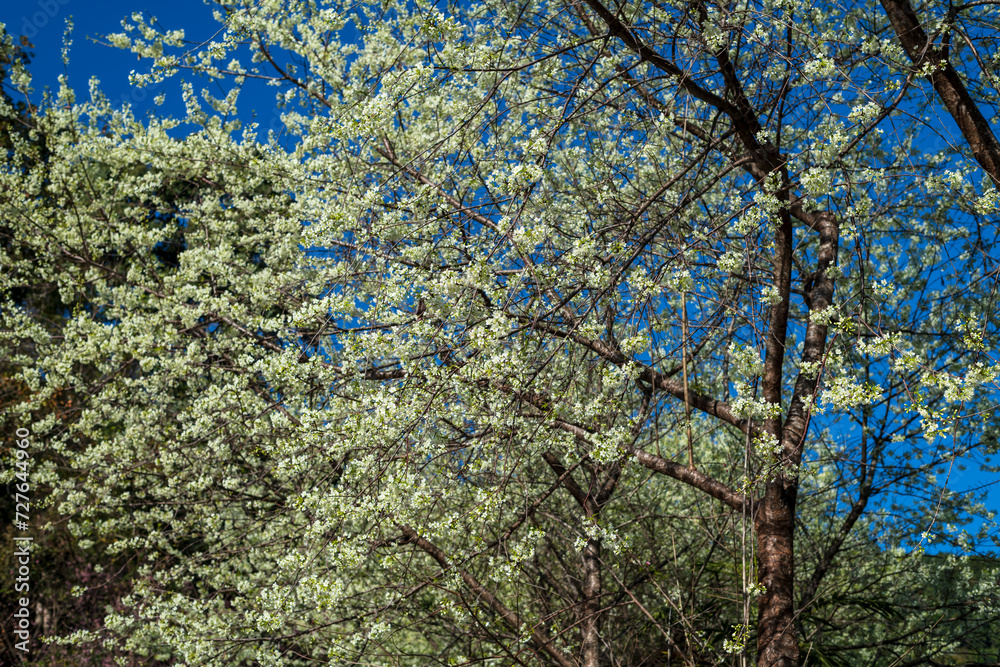 White Prunus cerasoides tree forest with blue sky at Chiang Mai province in Thailand. White Prunus cerasoides tree forest with blue sky at Chiang Mai province in Thailand.