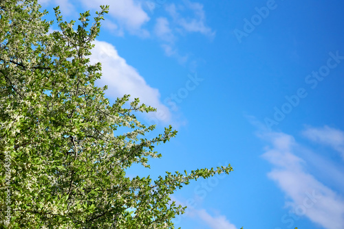 Green spring blossom tree full of freshness, clear blue sky