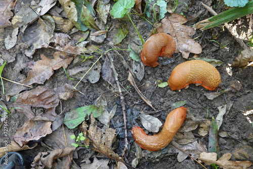 giant slugs on forest floor, three brown slugs invasion of pests
