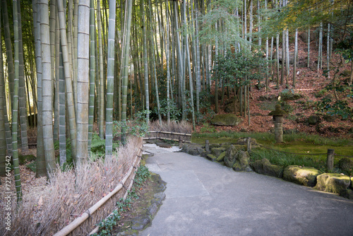 Beautiful Bamboo Garden at Hokokuji Temple