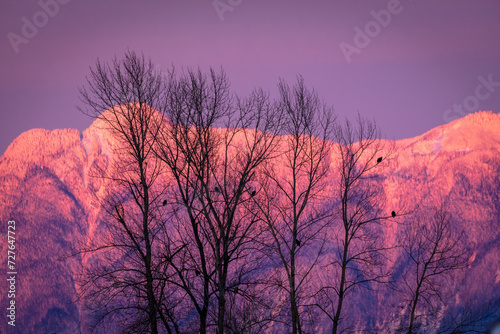 silhouette of trees with bald eagles at sunset with pink and purple mountains in the background