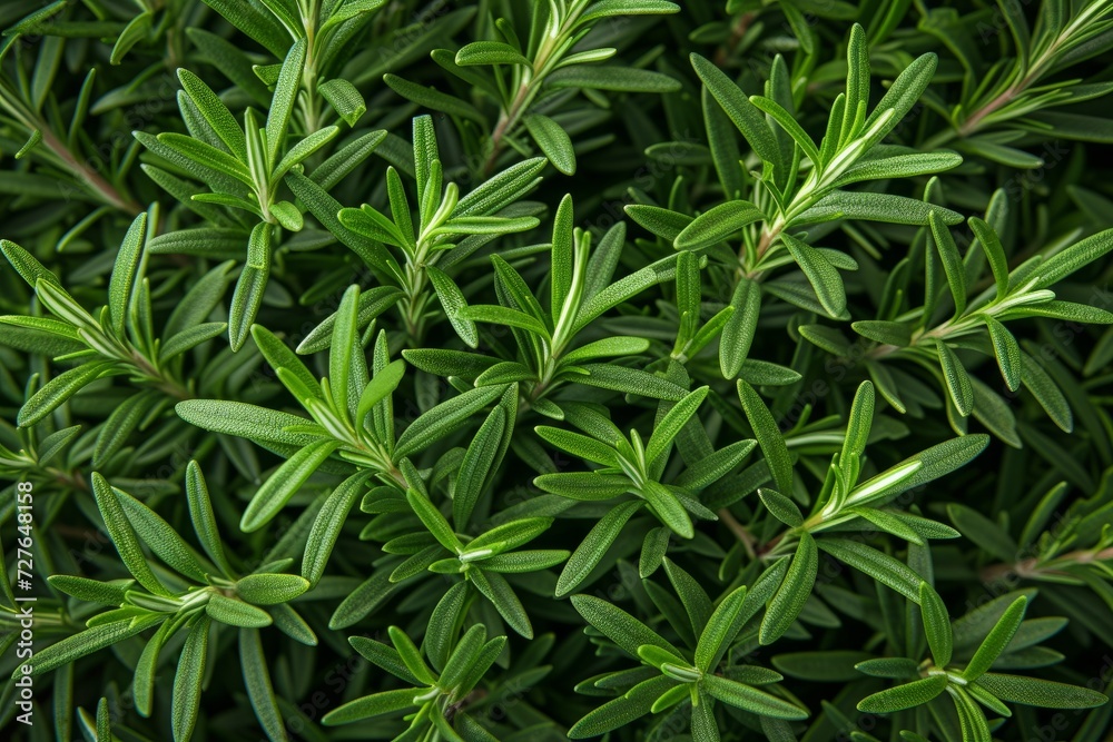 The background is decorated with greenery of rosemary. This image captures the abundance and beauty of herbs. Create a visually appealing and refreshing backdrop. The background is decorated with greenery of rosemary. This image captures the abundance and beauty of herbs. Create a visually appealing and refreshing backdrop.