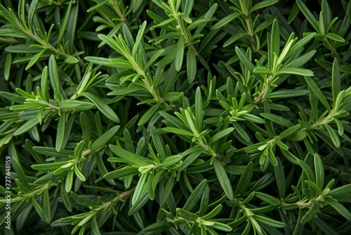 The background is decorated with greenery of rosemary. This image captures the abundance and beauty of herbs. Create a visually appealing and refreshing backdrop.