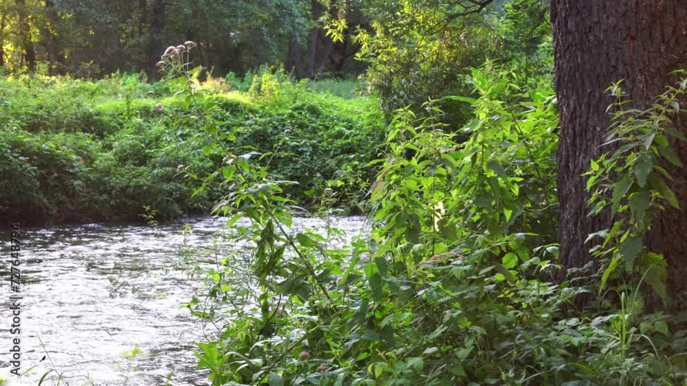Clean water of a mountain river. A stormy river flows next to a beautiful natural landscape, growing green trees and bushes. Pure untouched nature. Clean water of a mountain river. A stormy river flows next to a beautiful natural landscape, growing green trees and bushes. Pure untouched nature.