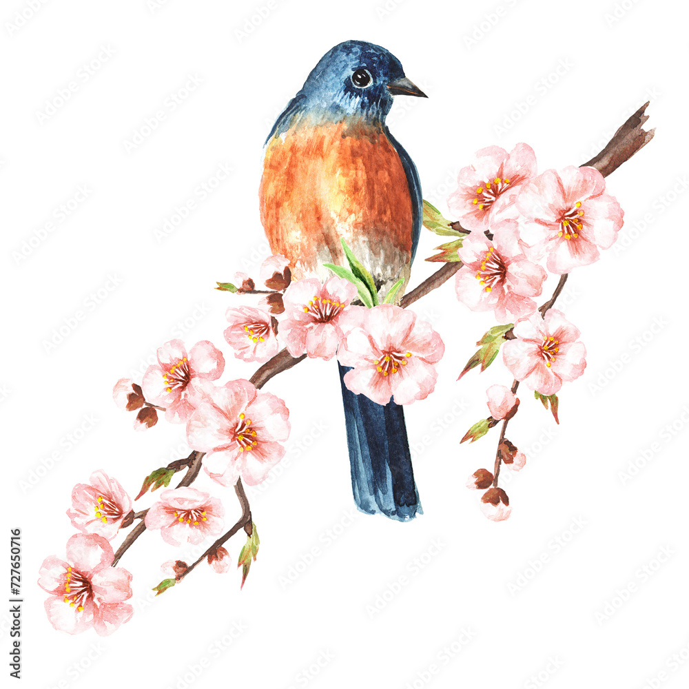 Bird, sitting on a cherry blossom branch. Spring card concept. Watercolor hand drawn illustration isolated on the white background