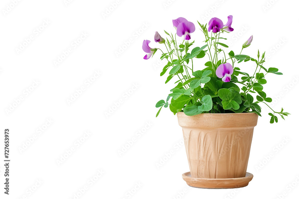 Sweat Pea Plant in a Pot on Transparent Background