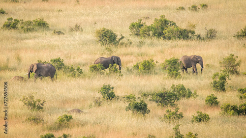 Herd of elephant   Loxodonta Africana  in african savanna  viewed from a hot air balloon  Masai Mara National Reserve  Kenya.