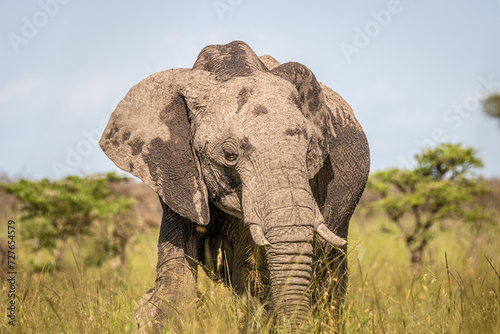Elephant ( Loxodonta Africana), Olare Motorogi Conservancy, Kenya.