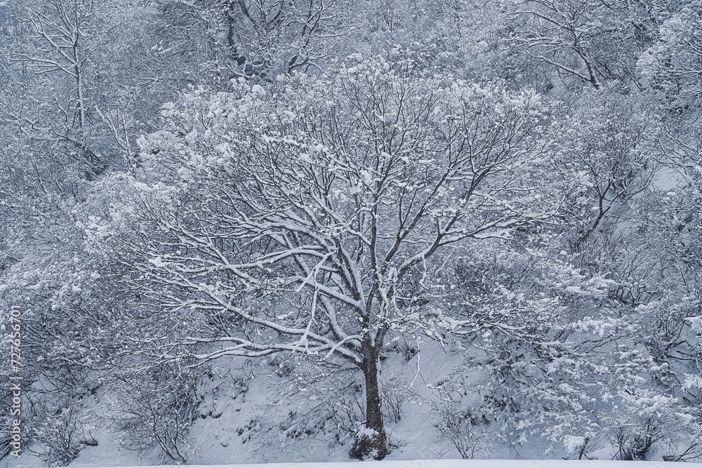 Obraz premium 雪の風景