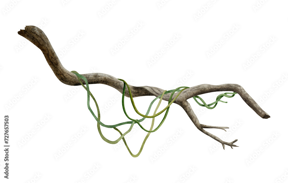 Obraz premium Tropical tree branch with liana vine plants watercolor illustration isolated on white for realistic and detailed jungle designs
