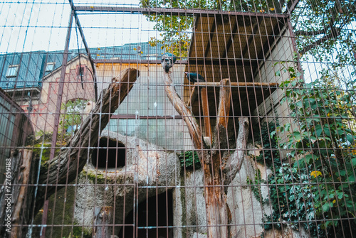 Enclos des vautours de Pondichéry à la Ménagerie du Jardin des plantes