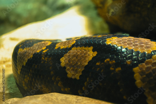 Python reticule à la Ménagerie du Jardin des plantes photo