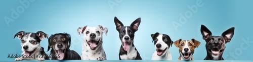 Several dogs gather together as they stand in the water  displaying a sense of unity and curiosity.