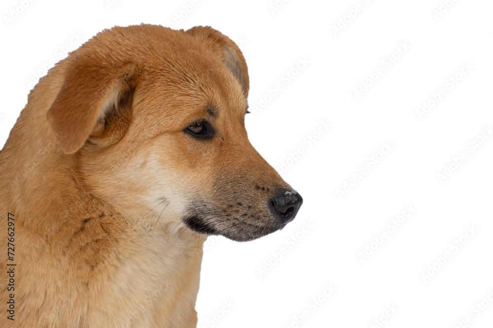 Head of a brown dog, side view. Isolate on a white background.