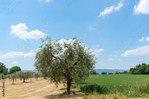 Olive tree and grove beside green field near Assissi