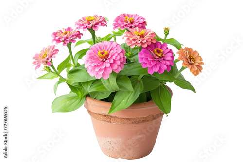 Zinnia Plant in a Pot on Transparent Background