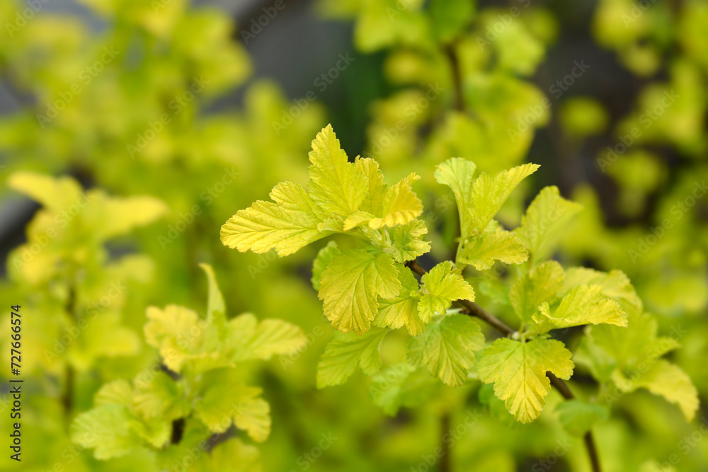Ninebark Angel Gold leaves Ninebark Angel Gold leaves