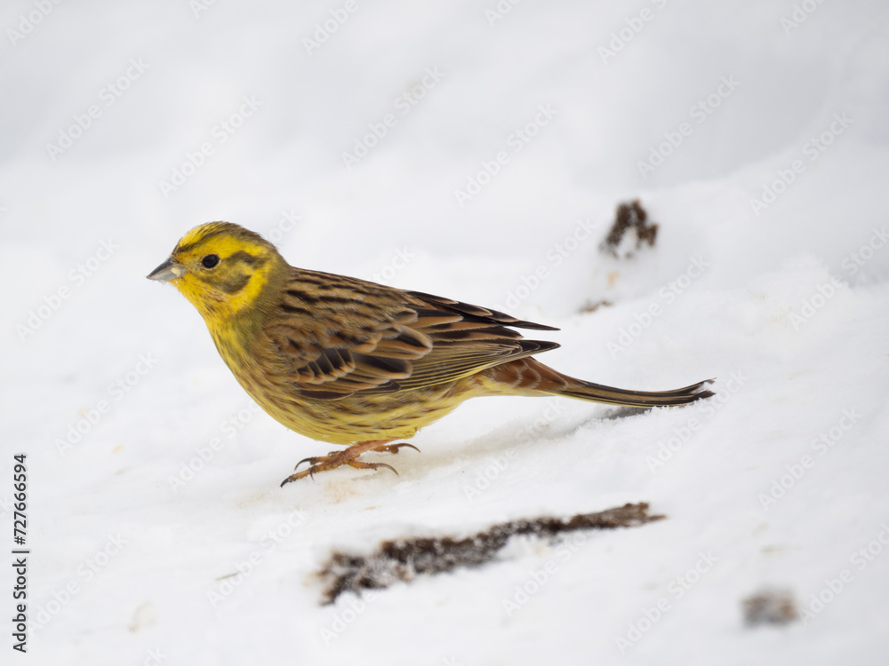 Fototapeta premium Goldammer (Emberiza citrinella)