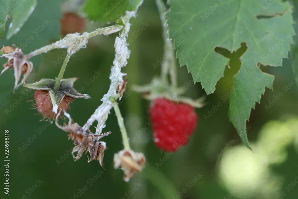 The white leafhopper is one of the common pests of raspberries white beetle