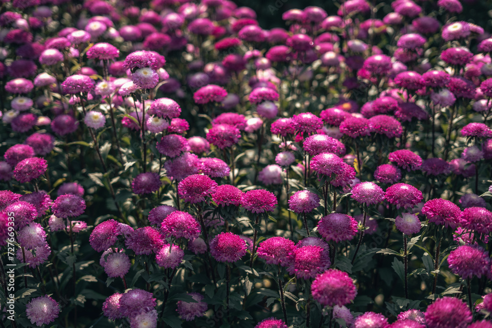 Pink and purple flowers and flower fields in spring Pink and purple flowers and flower fields in spring
