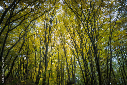 Las w jesiennym wydaniu.