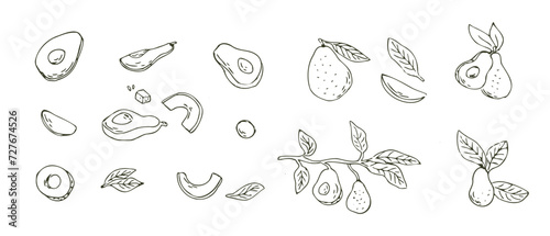 Hand drawn outline avocado fruit with branch and sliced, seed. Vector illustration isolated. Can used for wrapping, packaging, poster, cover design, textile and backdrop for cosmetic and food