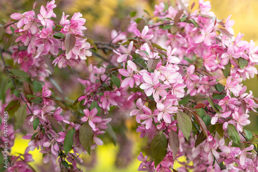 Fototapeta premium Blooming pink apple branches on the bright background