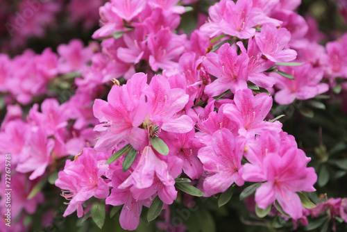 the bauhinia flower at garden, Hong Kong © solution