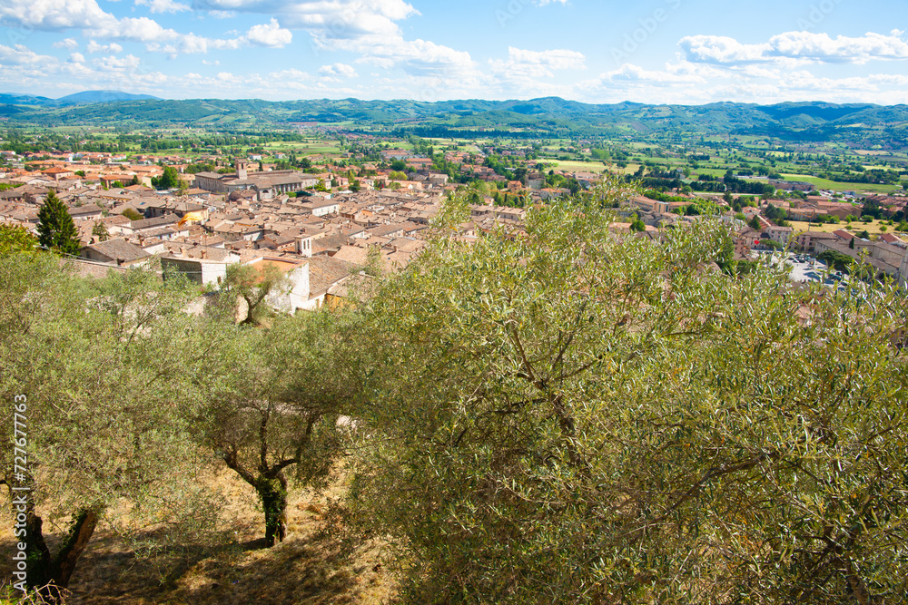Olive tree orchard in foreground of view over rooftops and across landscape in Umbria.
