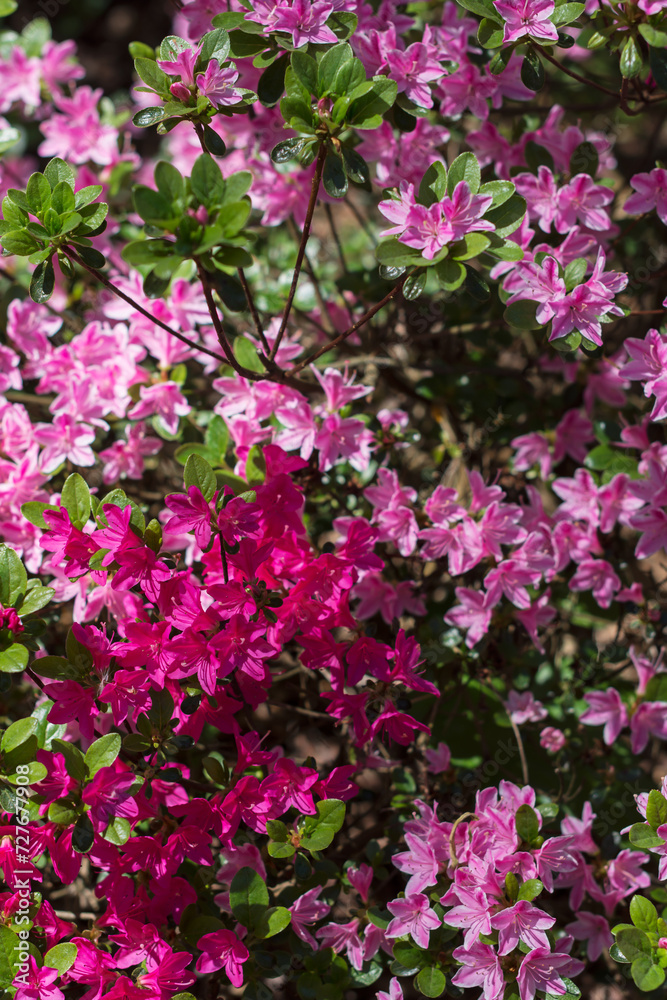 Flowering purple pink rhododendrons in springtime or summer in botanical garden, vivid color rhododendrons on sunny day outdoors, floral background