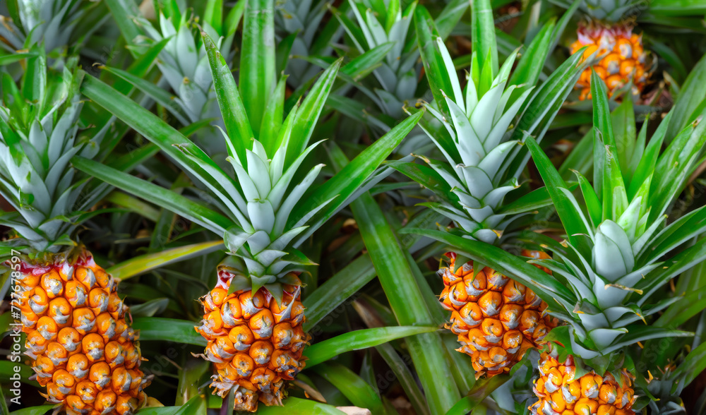 Obraz premium pineapple farming, growing organic pineapples 