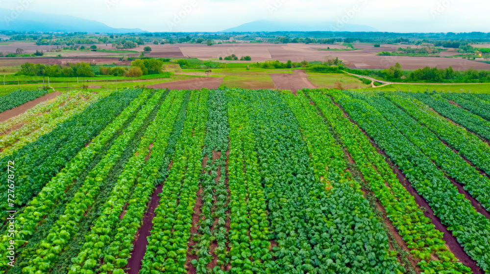 ariel view of vegetable farm, view of green farm