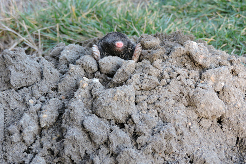 A black European mole coming out of a molehill in the garden