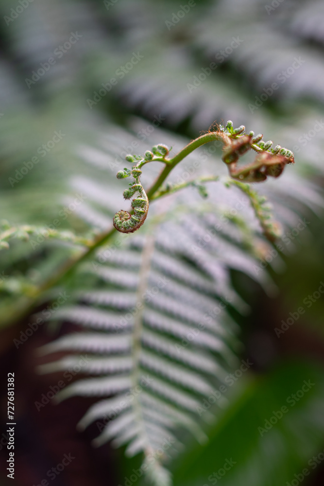 Fototapeta premium young fern leaf. nature background