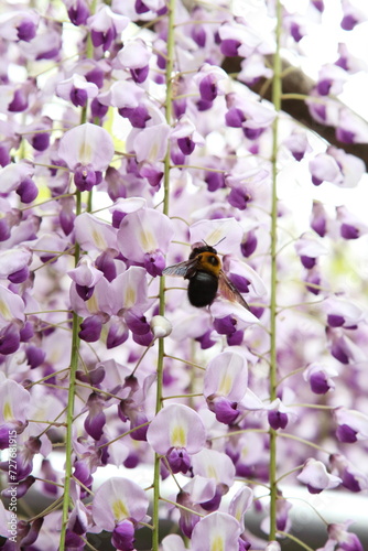 藤の花に飛んできたハチ photo