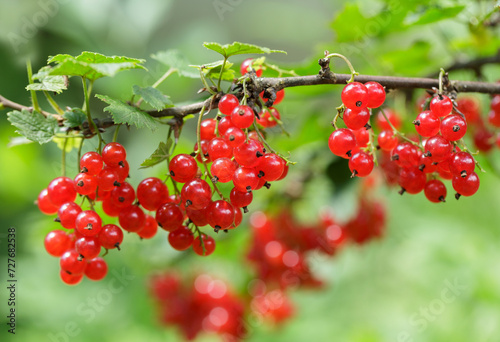Branch of ripe red currant in a orchard garden