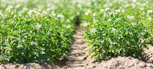 Potato field. White flowers on potato bush