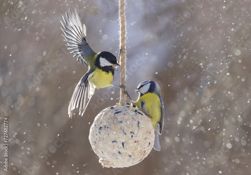 Little birds perching on fatball feeder. Blue tit and Great tit. Winter time