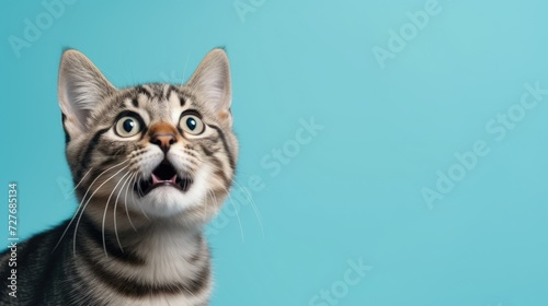 the cat looks up on a blue background, front view. Cute young cat looks great