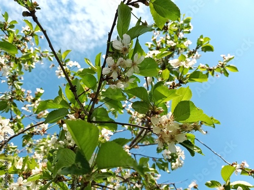 Cherry blossoms in spring