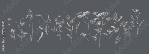 Field flowers and grasses, line drawing. Vector illustration	