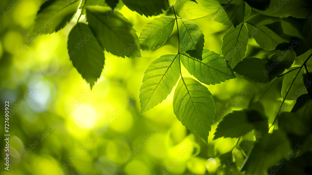 fresh green chlorophyll leaves in nature with sunlight fresh green chlorophyll leaves in nature with sunlight