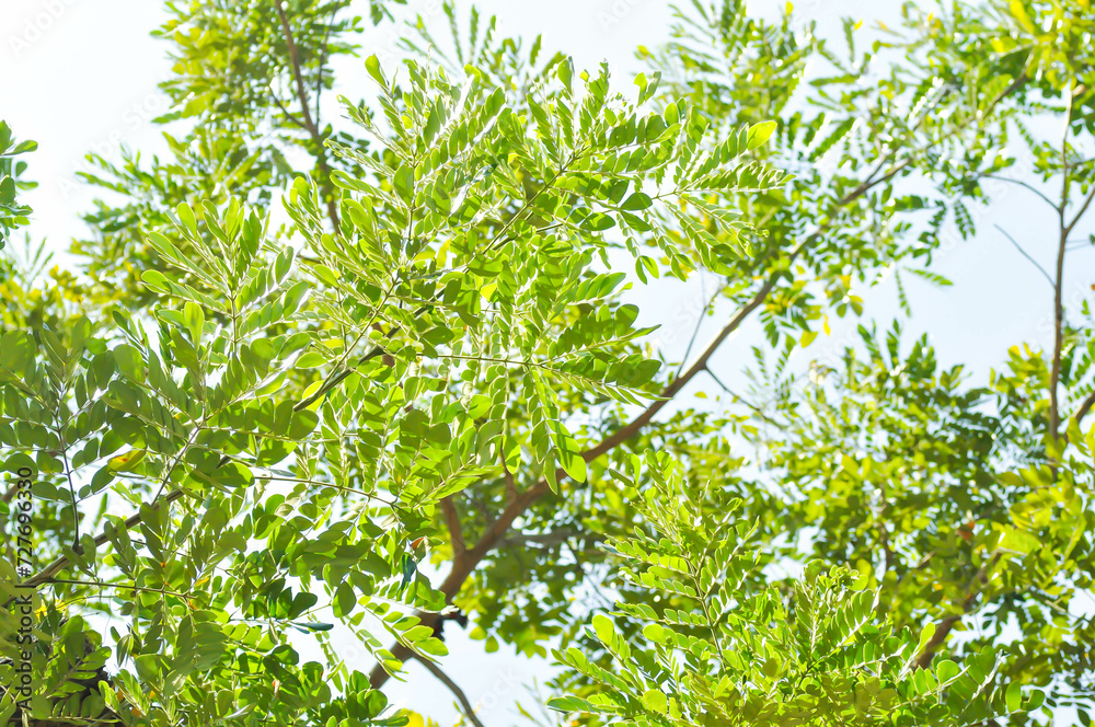Rain tree or Samanea saman, LEGUMINOSAE MIMOSOIDEAE Rain tree or Samanea saman, LEGUMINOSAE MIMOSOIDEAE