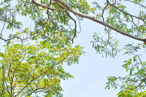 Rain tree or Samanea saman, LEGUMINOSAE MIMOSOIDEAE photo