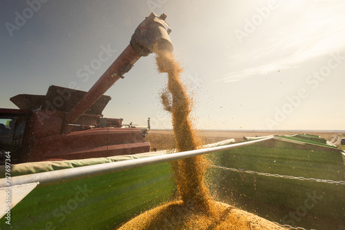 Combine transferring soybeans after harvest photo