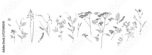 Field flowers and grasses  line drawing. Vector illustration 