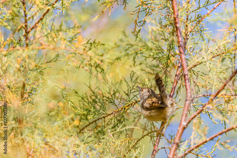 Fototapeta premium bird on a branch