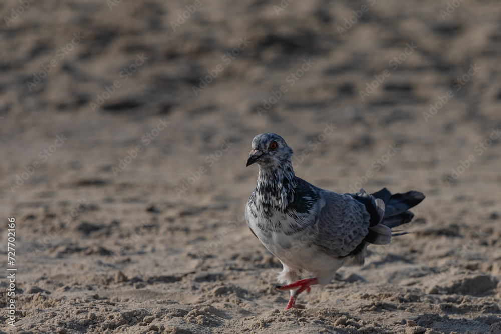Obraz premium pigeon on the sand