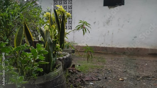 plants in a rainy tropical green garden